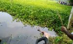 নাগেশ্বরীতে ডোবা থেকে অজ্ঞাত যুবকের ভাসমান লাশ উদ্ধার