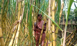 ফুলবাড়ীতে আঁখ চাষে লাভবান কৌশিক রায় ও তার পরিবার