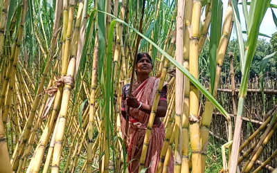 ফুলবাড়ীতে আঁখ চাষে লাভবান কৌশিক রায় ও তার পরিবার