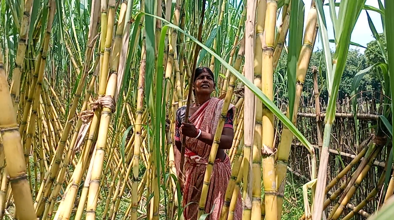 ফুলবাড়ীতে আঁখ চাষে লাভবান কৌশিক রায় ও তার পরিবার